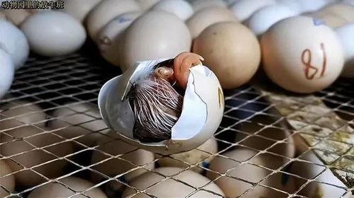 人工小鸡孵化过程视频